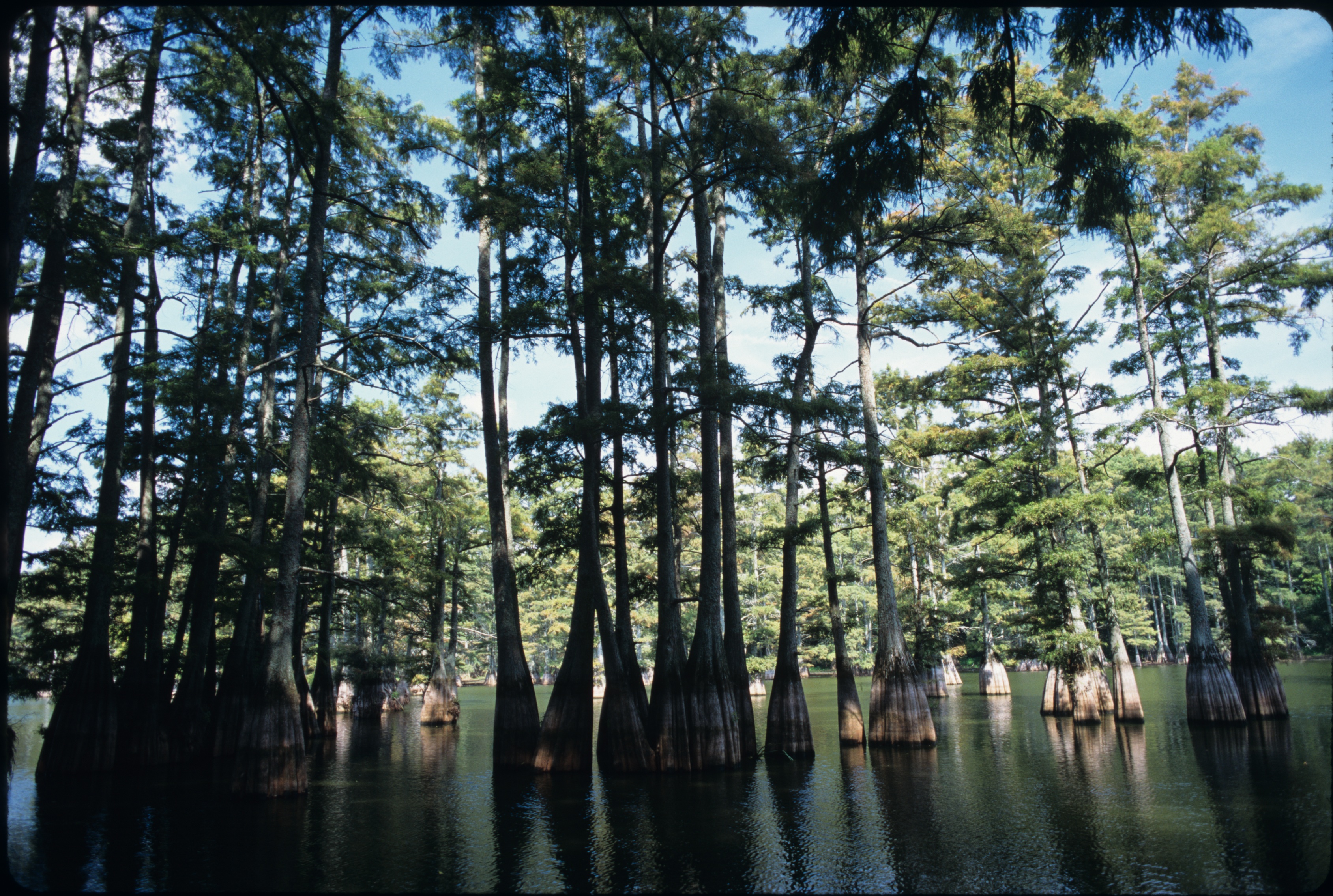 02/18/2018 Day Canoeing - Big Thicket, Village Creek
