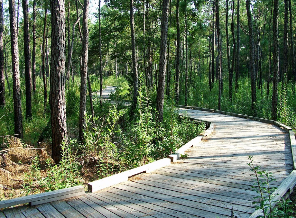 02/04/2018 Day Hiking - Big Thicket National Preserve